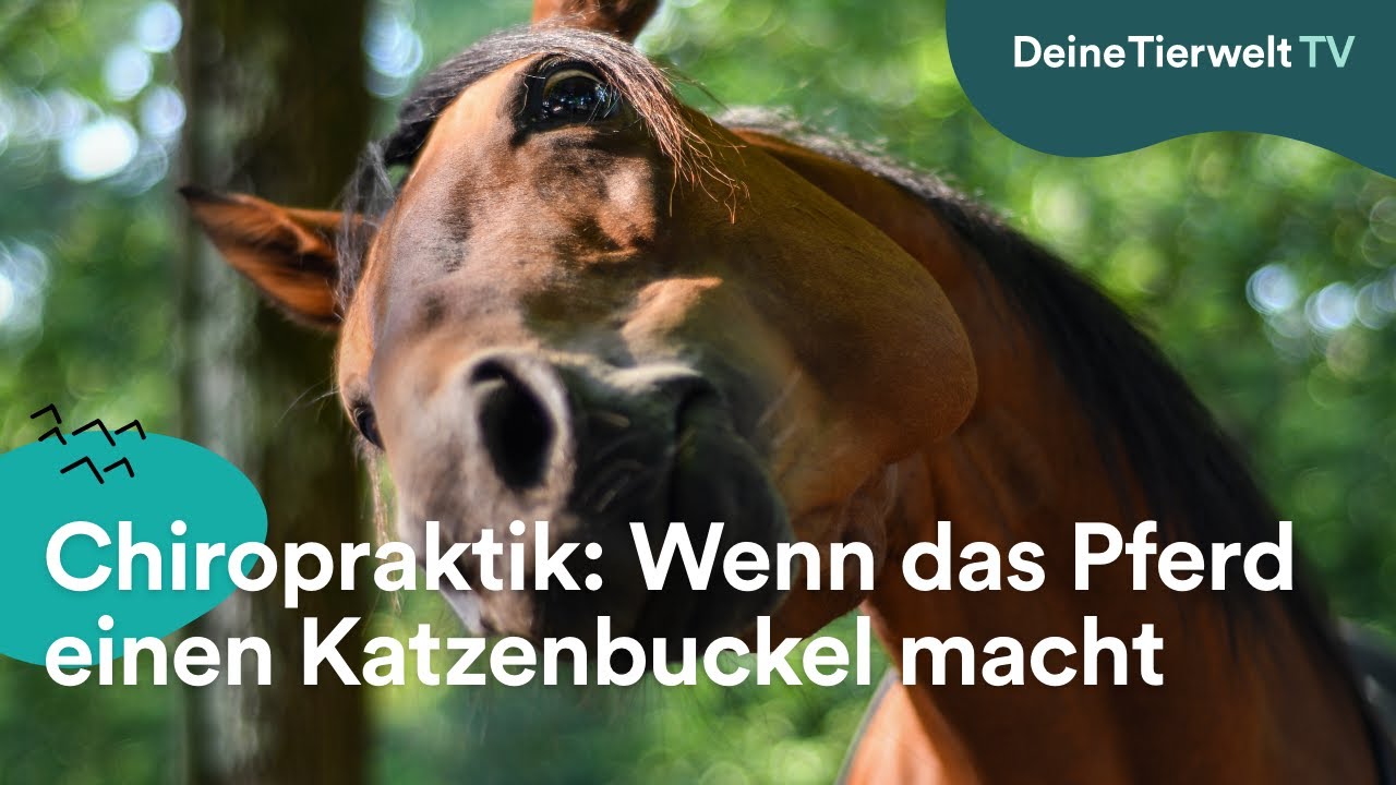 Chiropraktik: Wenn das Pferd einen Katzenbuckel macht
