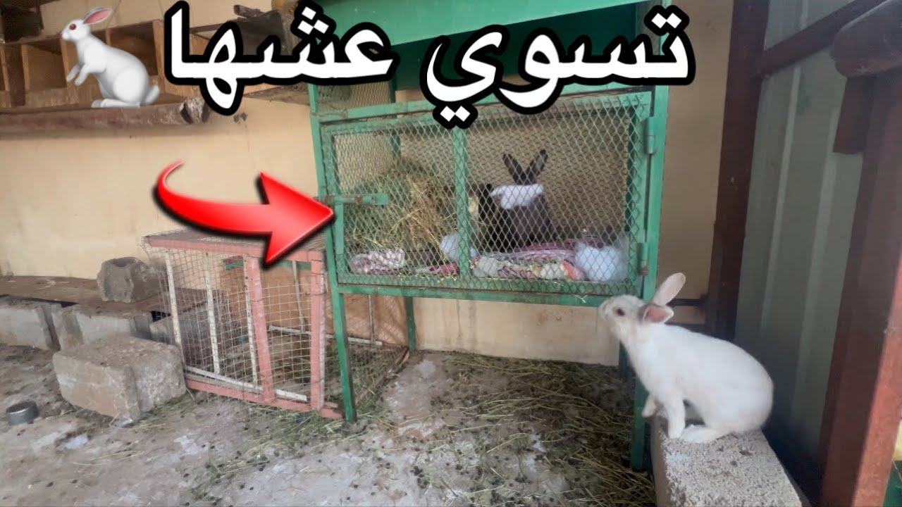 الارنب ولدت و الثانيه تعشش😍🐇