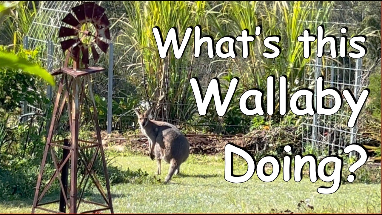 Wallaby in the Garden