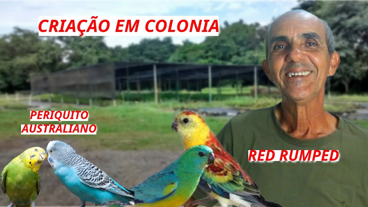 CRIAÇÃO DE RED RUMPED EM COLONIA  I NINHO IDEAL PARA O RED RUMPED