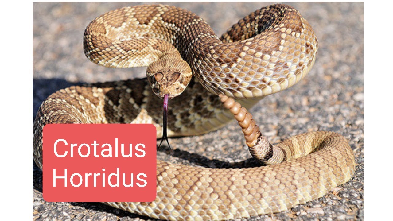Crotalus Horridus. Malignidad, postraci&oacute;n Mortal, trombosis y Hemorragias.