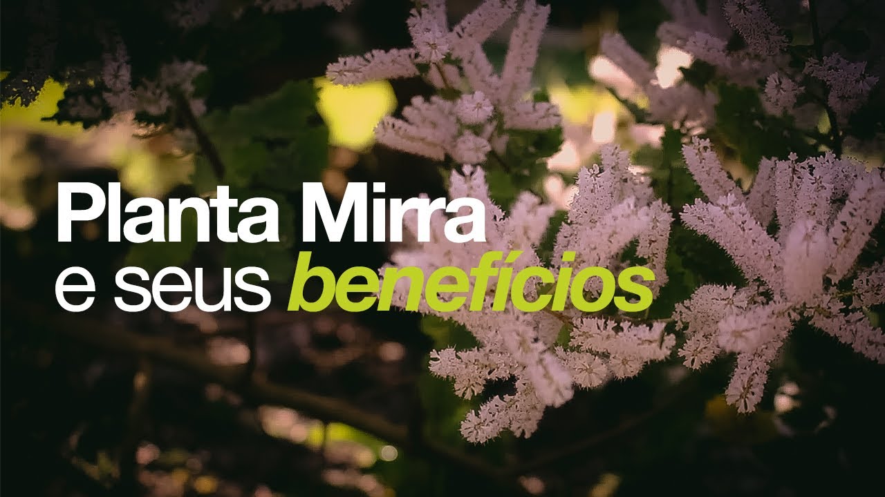 Conheça a linda planta MIRRA e seus benefícios