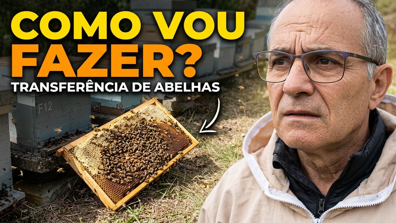 Transferencia de Abelhas como vou Fazer Isso...🐝#osegredodasabelhas