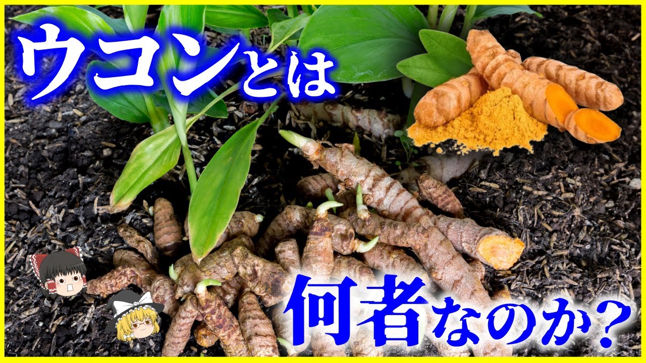 【ゆっくり解説】二日酔いに効くは嘘!?「ウコン」とは何者なのか？を解説/黄色い粉に隠された進化と人類史