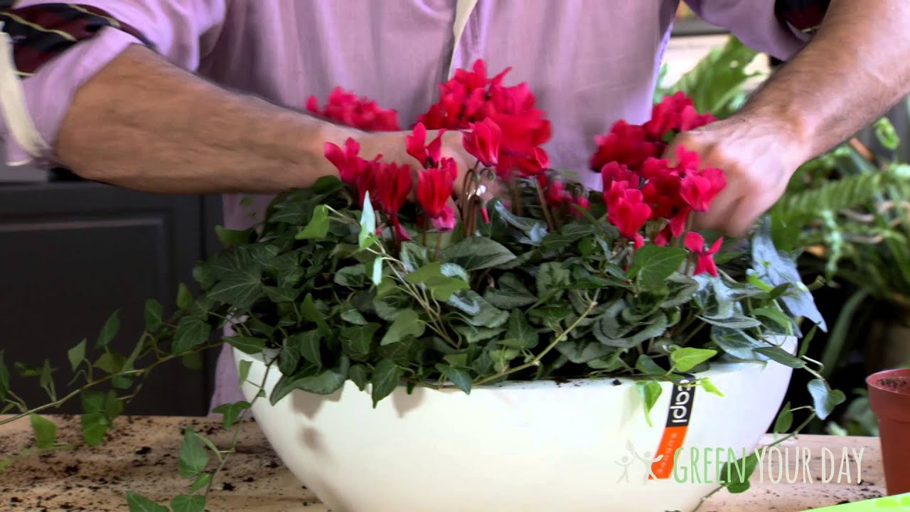 Cyclamen in een modern jasje