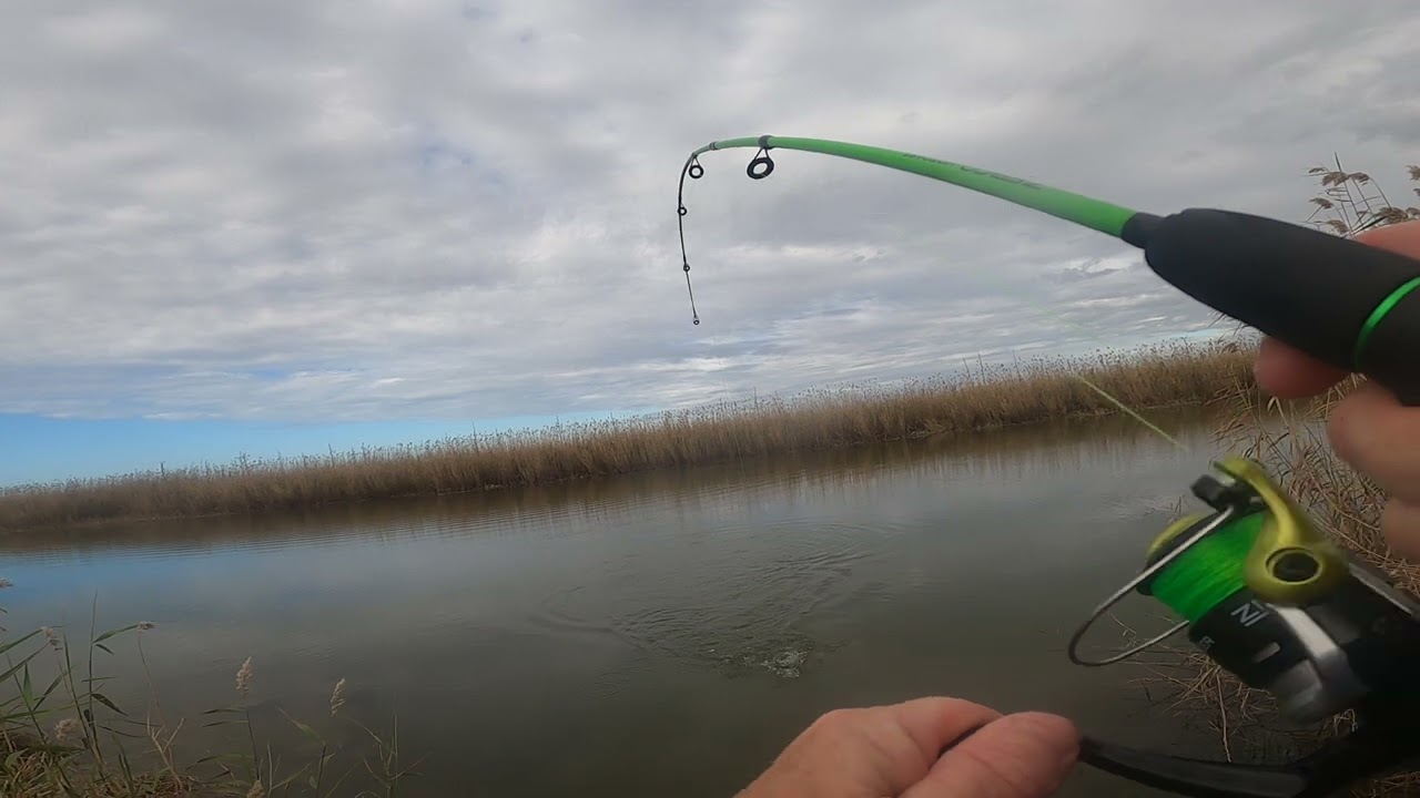 redfish frenzy