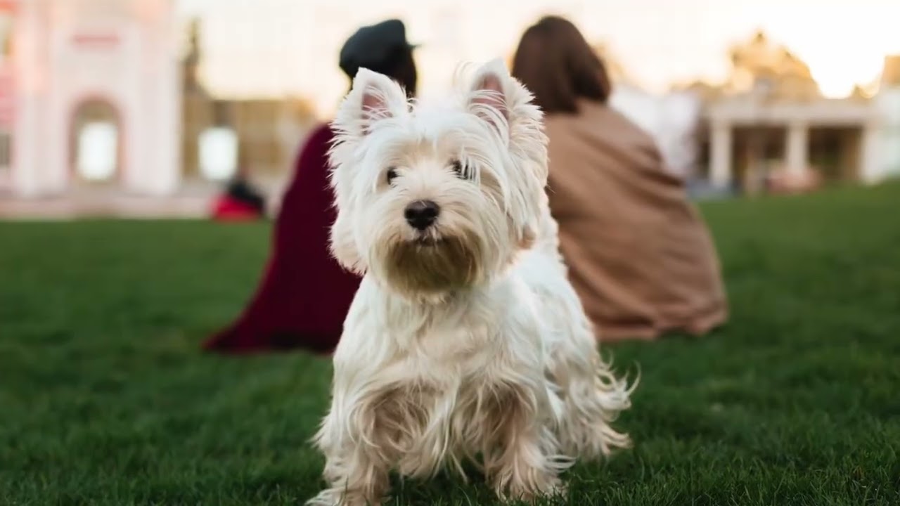 Alergie i Choroby West Highland White Terrier | Przewodnik Opiekuna Westie 🐾