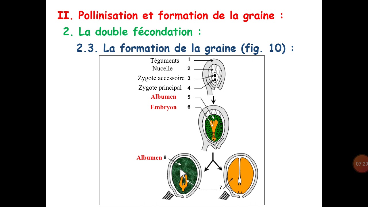 La double fécondation et la formation de la graine - Les Angiospermes