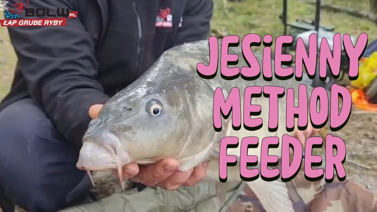 Jesienny Method Feeder. Bliska i daleka linia. #wędkarstwo #methodfeeder #wędkarskawiedza