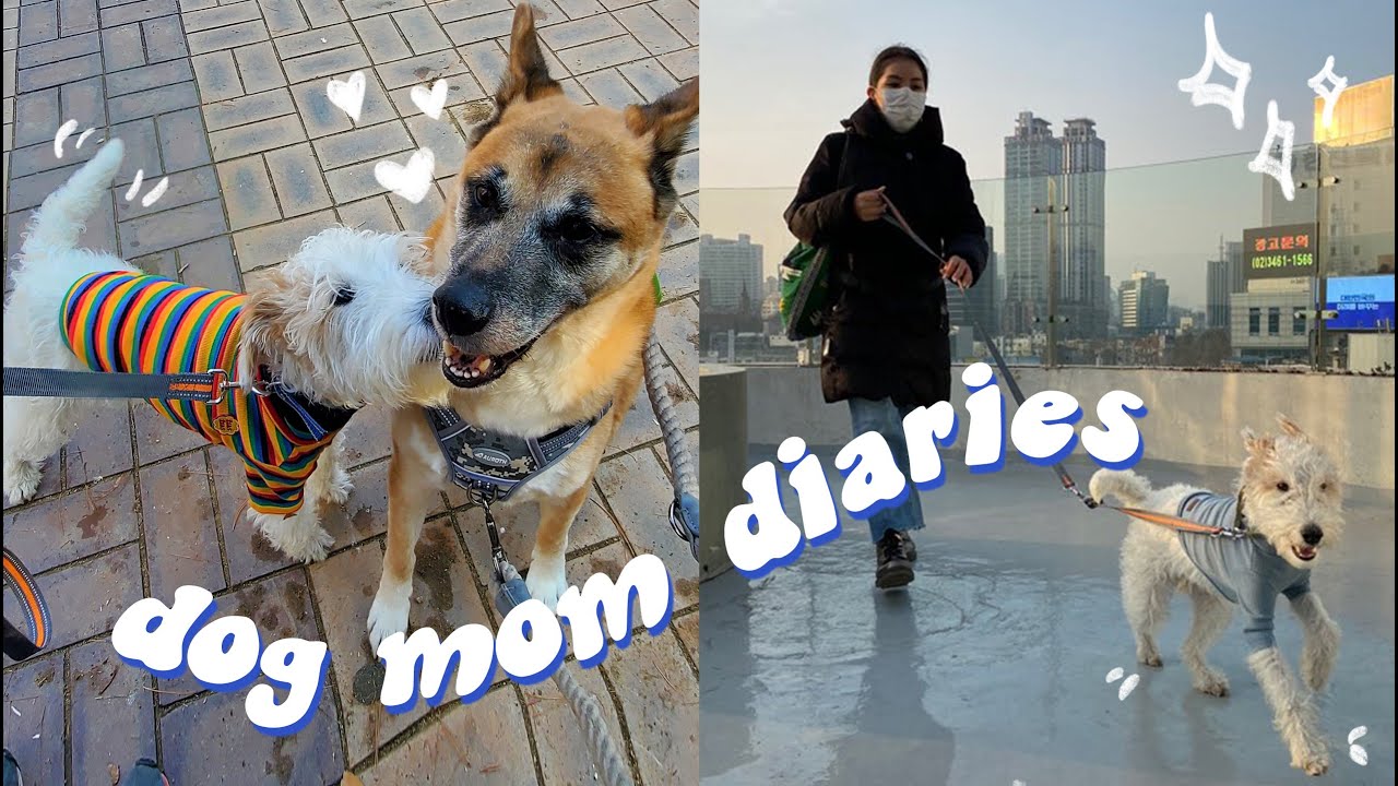 Dog Mom Diaries | My leash aggressive dog made some friends! Dog training, cafes, life in Seoul