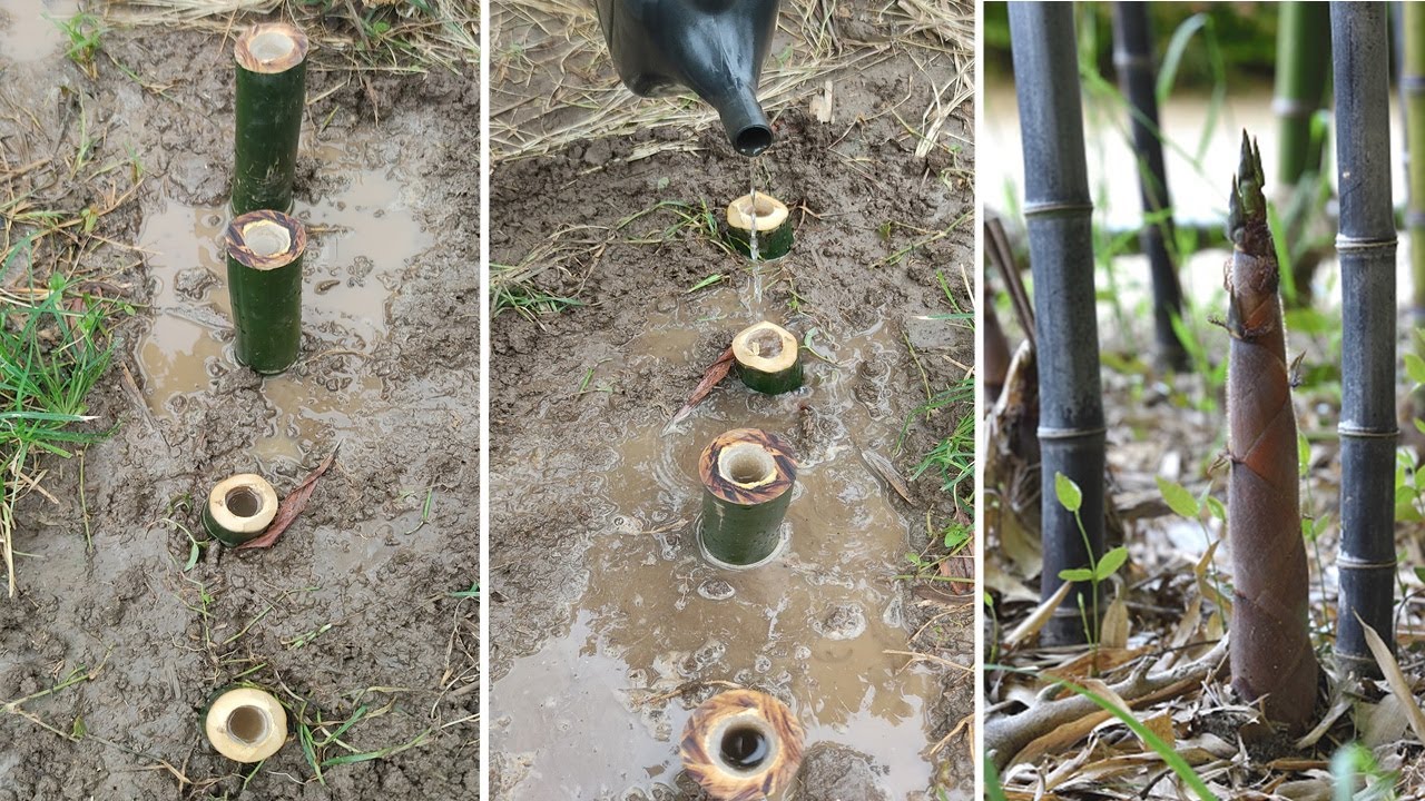 COMO FAZER MUDAS DE BAMBU PELO SISTEMA COPINHO (01)