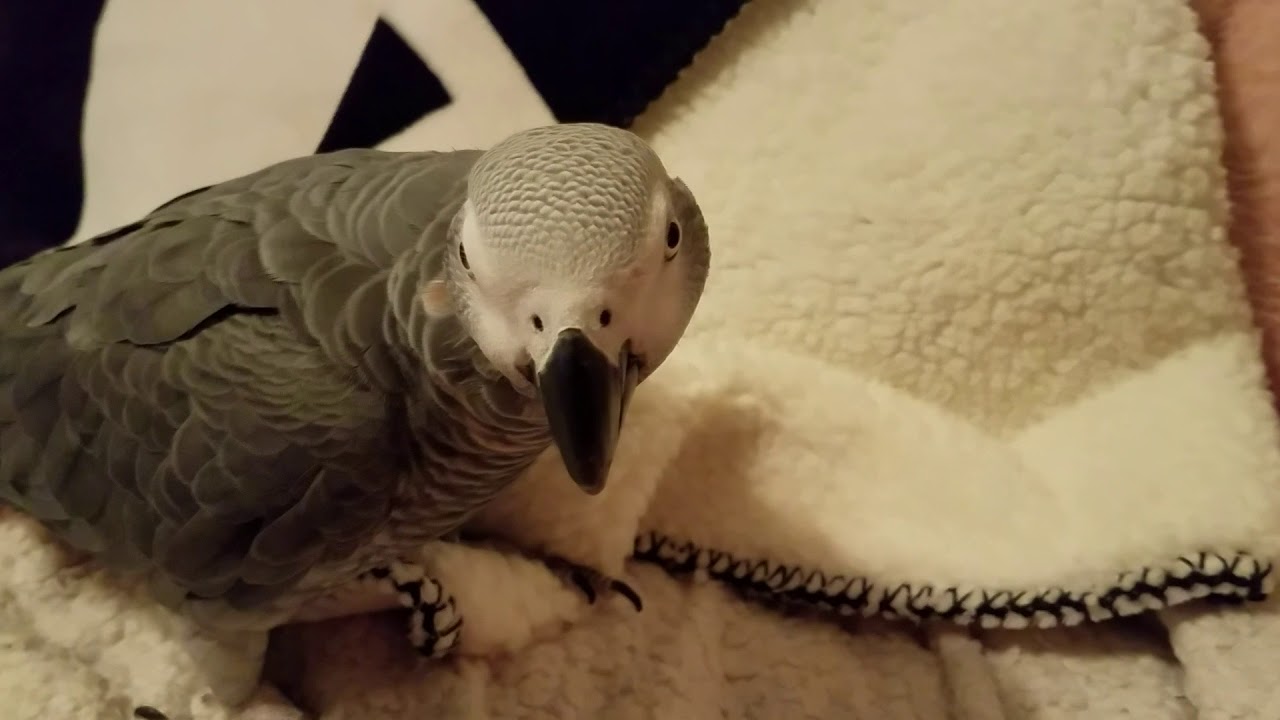 Brushing Mini Pigs Teeth & Botton the African Grey is  imitating his grunts 😂
