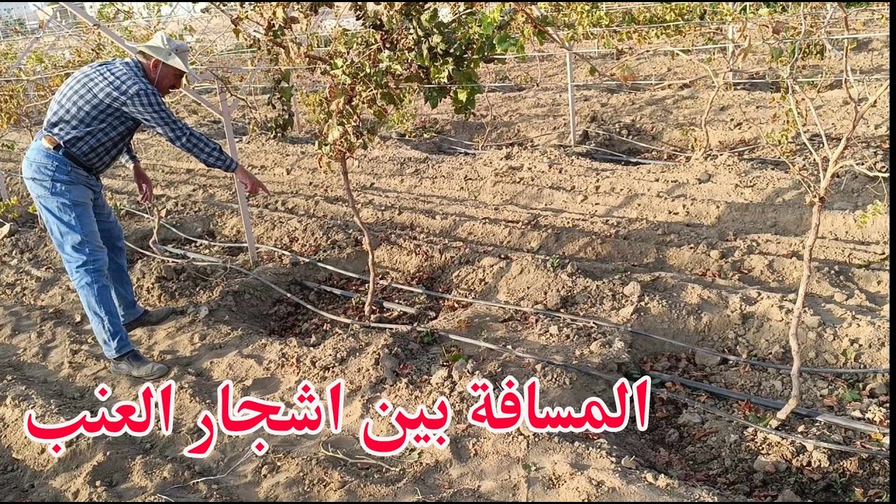 المسافة المثلى بين اشجار العنب باستخدام تدعيمة حرف Y الواي     How much space do Vines need YTeiler