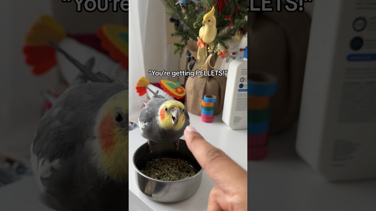 Yums will eat his pellets alright (but with a lot of attitude!) #bird #cockatiel #parrot