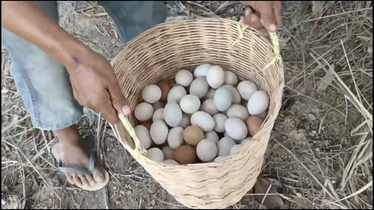 Top catching fish amazing! pick a lot of eggs on the hive under a tree pick by hand