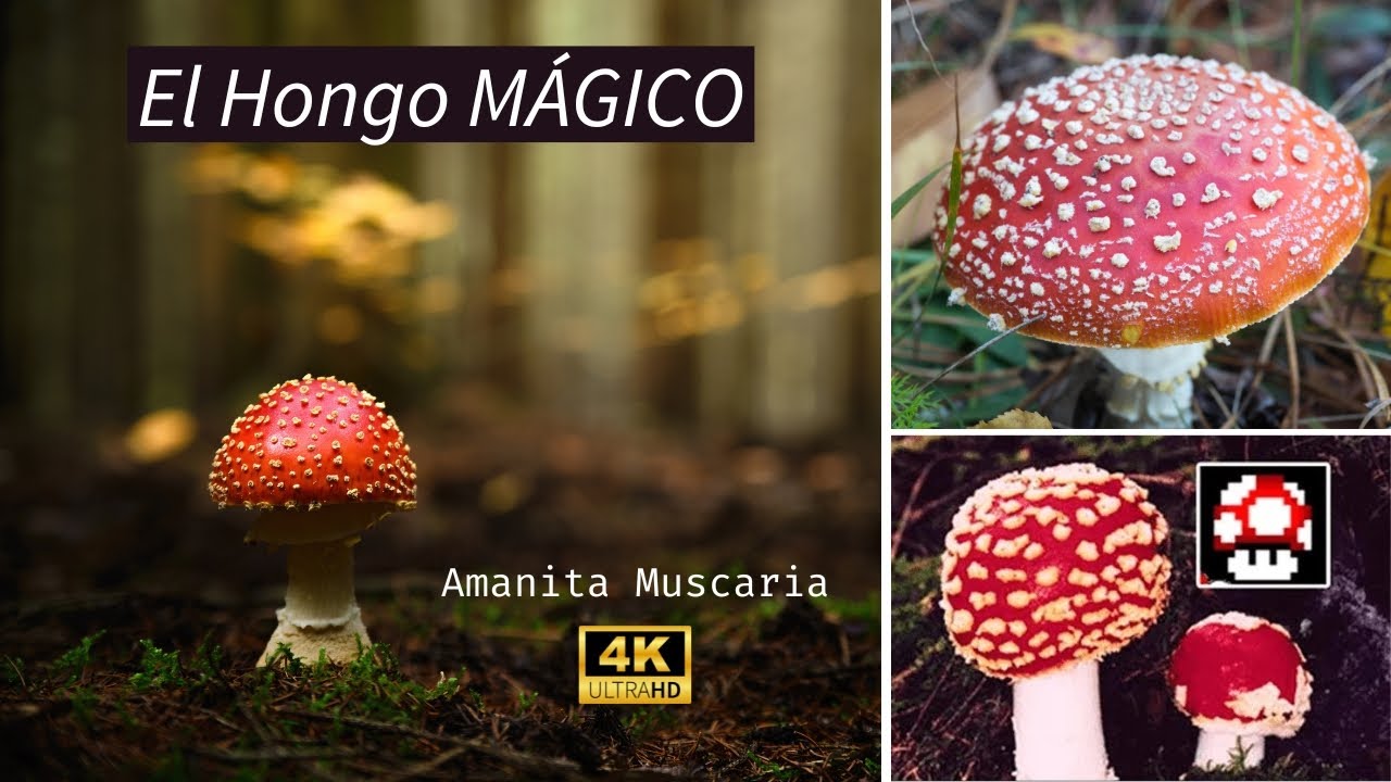 Documental El HONGO y Seta Mágica AMANITA MUSCARIA