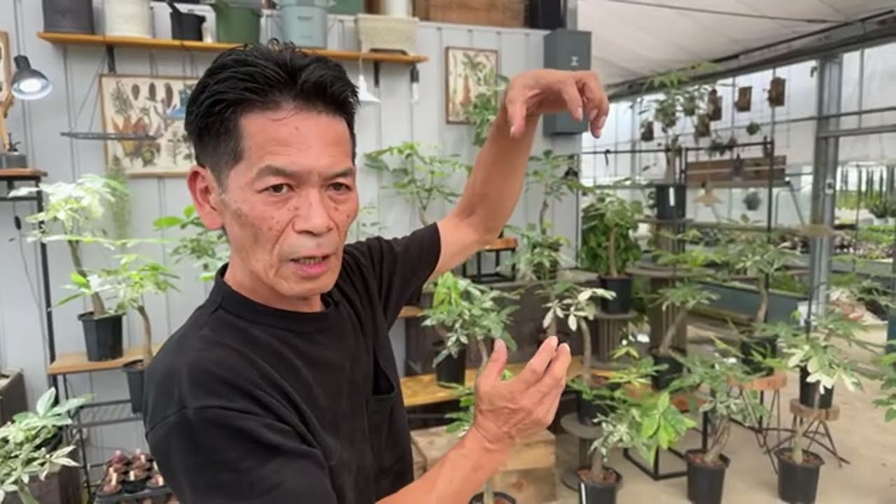 接木だけど…大人気！即売連続の斑入りパキラ！ビックリです！！