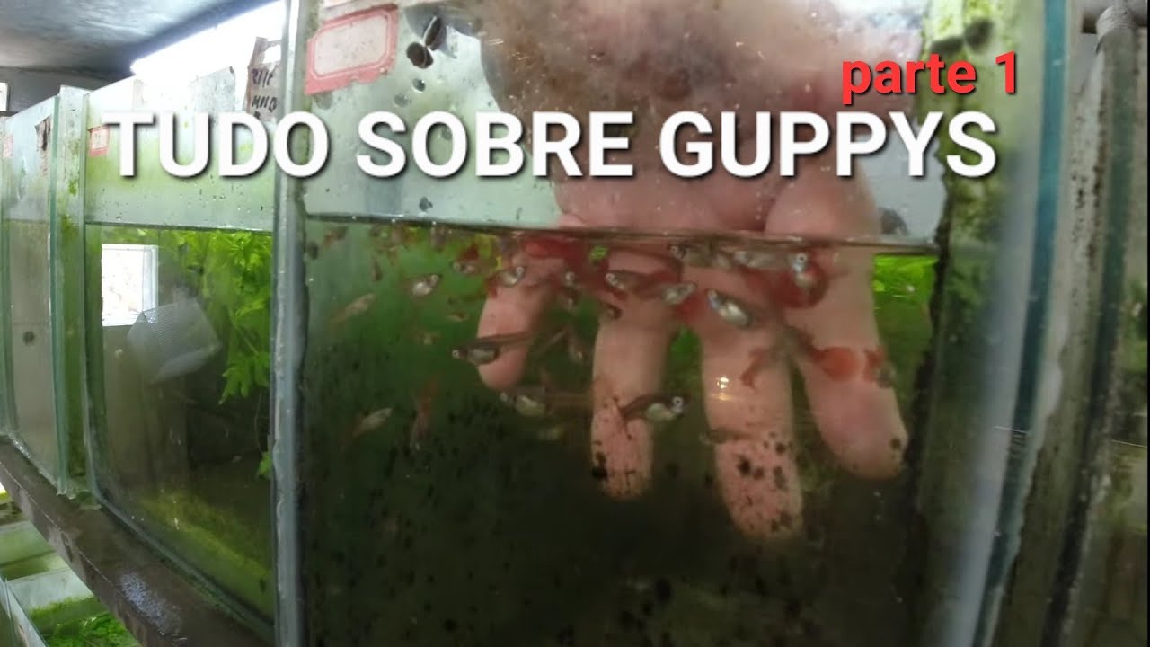 a Bíblia dos GUPPYS / LEBISTES visita a estufa do Rodrigo Ziviani parte 1