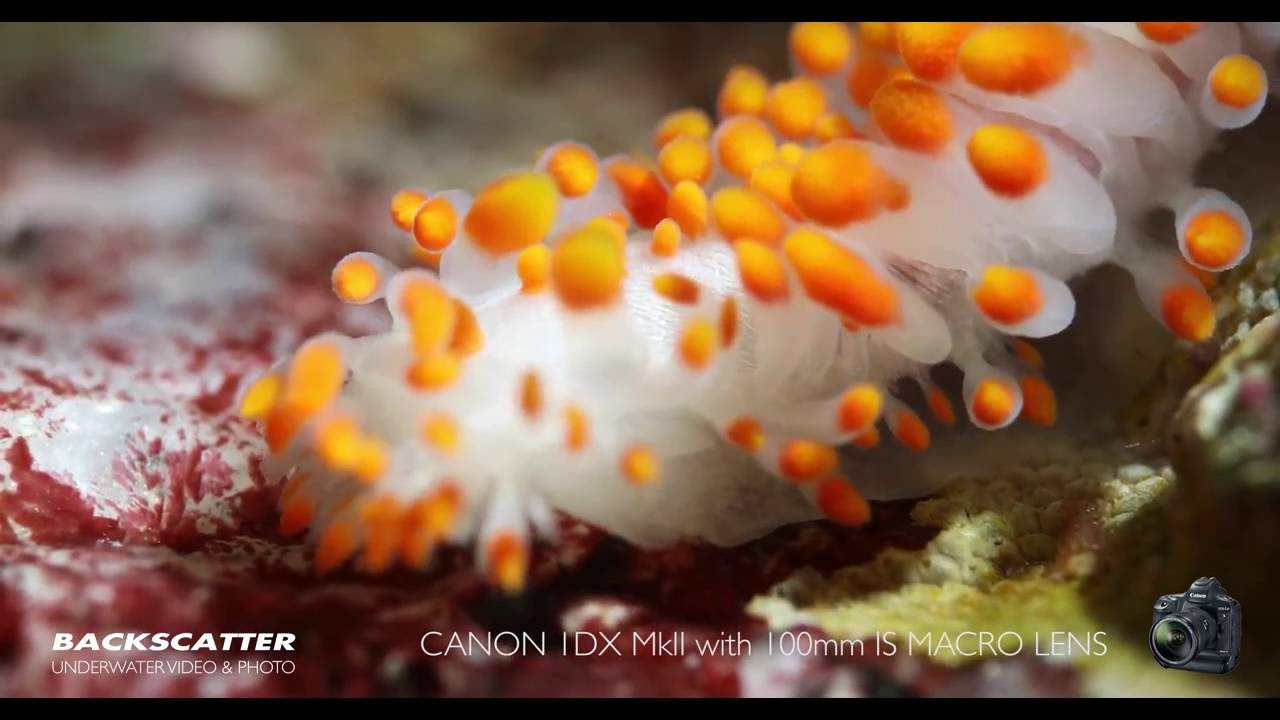 Canon 1DX II Underwater Footage - Monterey 2016