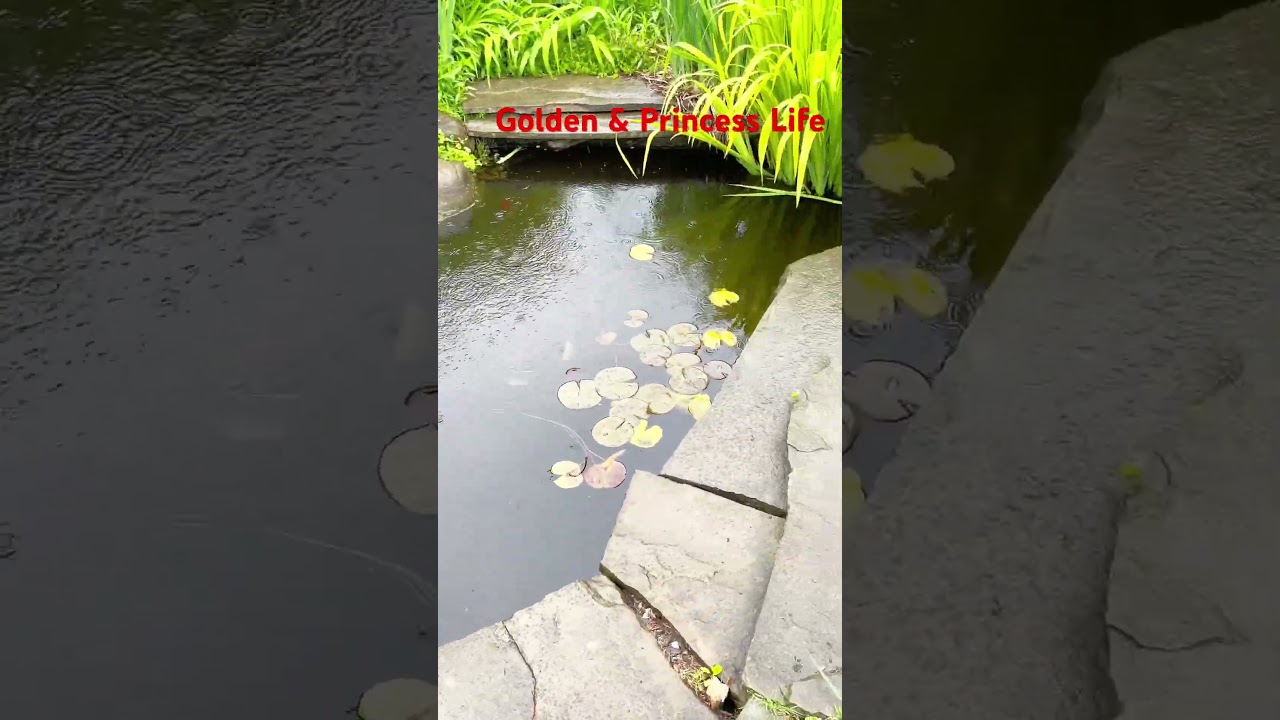 Beautiful garden view in rainy day 💚💚💚