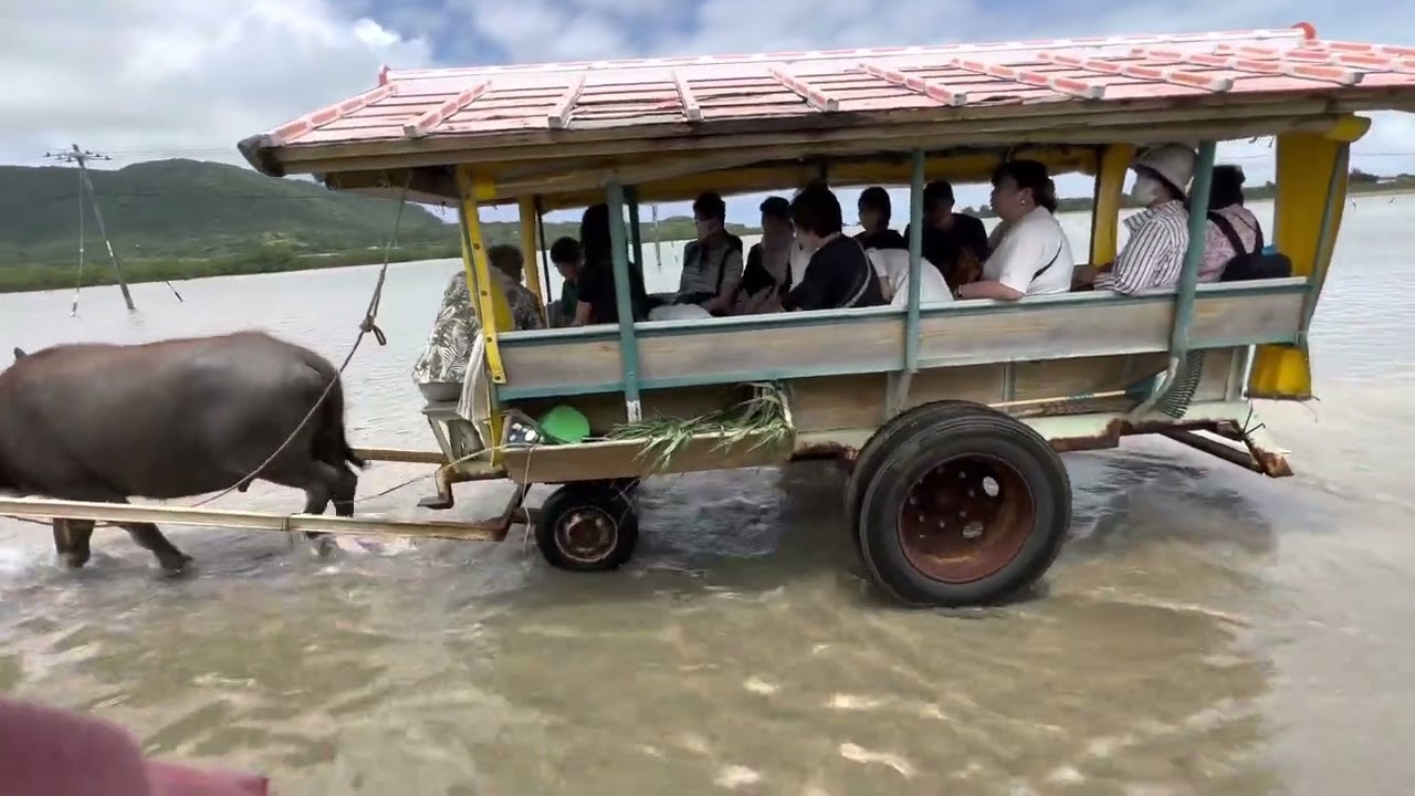Water Buffalo Cart Ride Between Islands. Okinawa