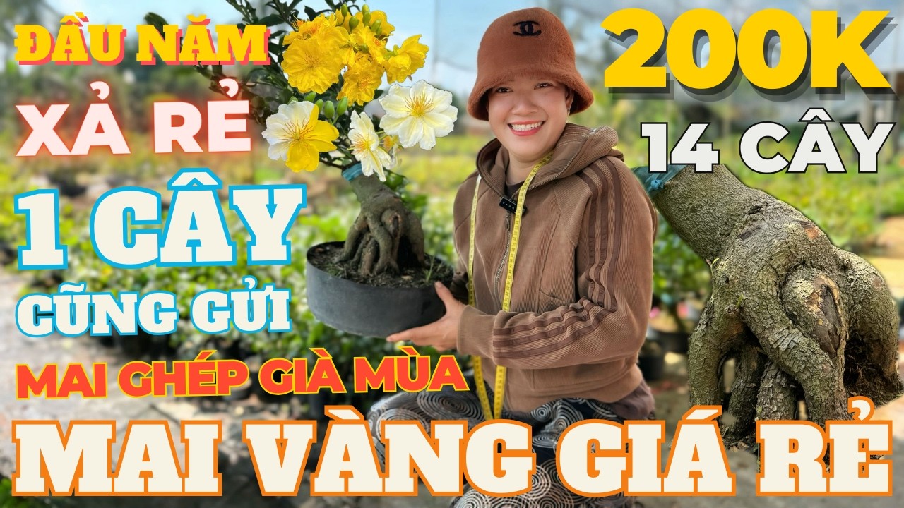 03-03 CHỊ DUNG Giao Lưu Mai Vàng Giá Rẻ, Siêu Bông Bình Lợi, Đại Lộc, Giảo Như Ý… • THÀNH TRỌNG LÊ