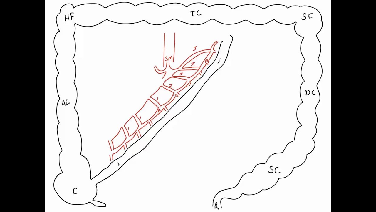 Branches of Superior and Inferior Mesenteric Arteries