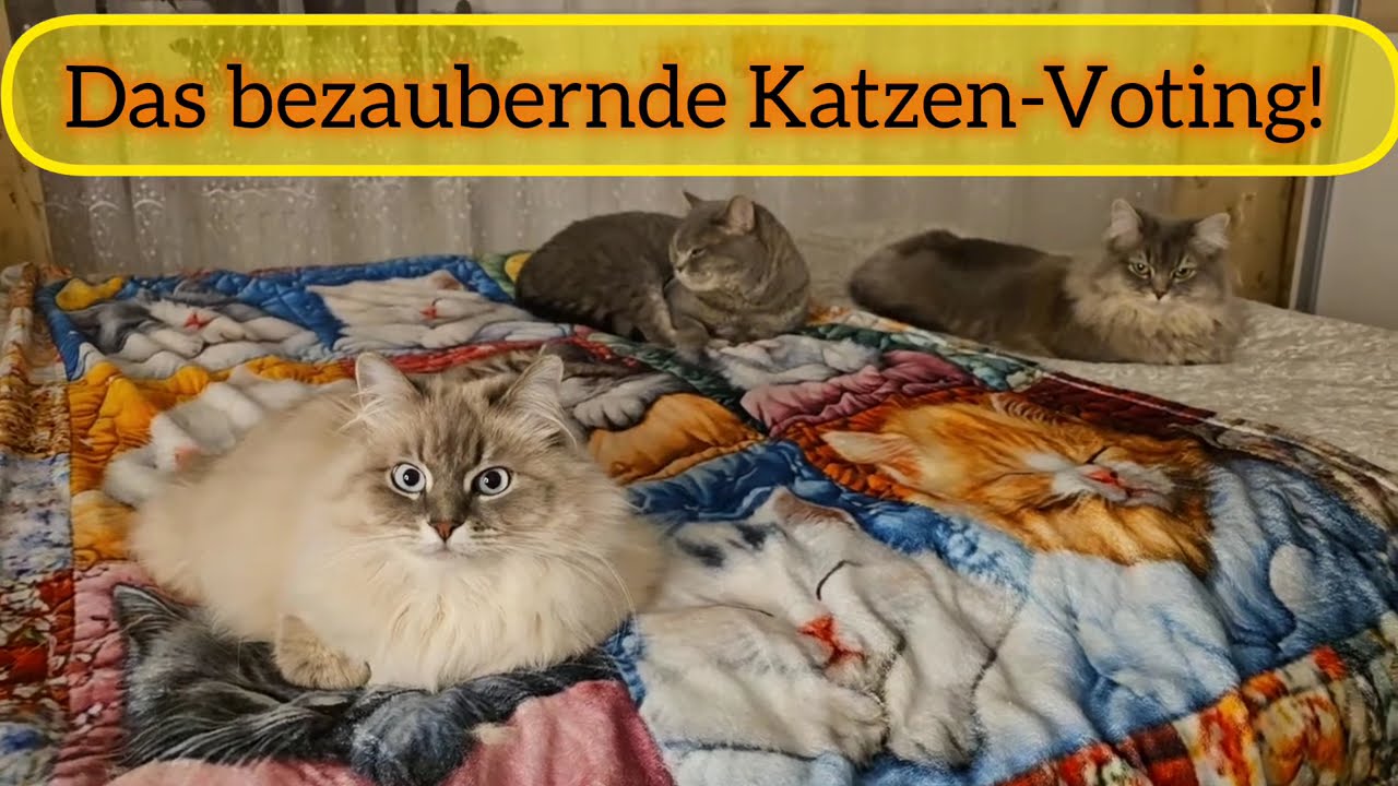 Die große Entscheidung: Welche Katze liegt am schönsten? 😻😹