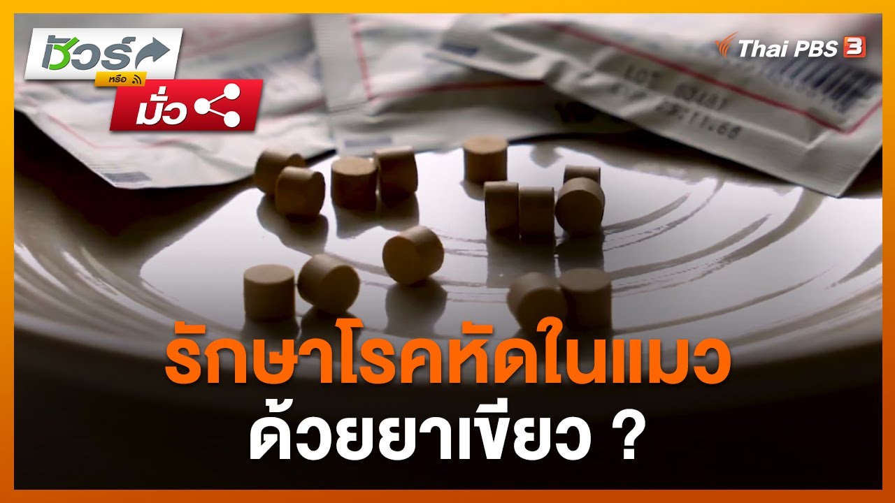 รักษาโรคหัดในแมวด้วยยาเขียว ? : ชัวร์หรือมั่ว