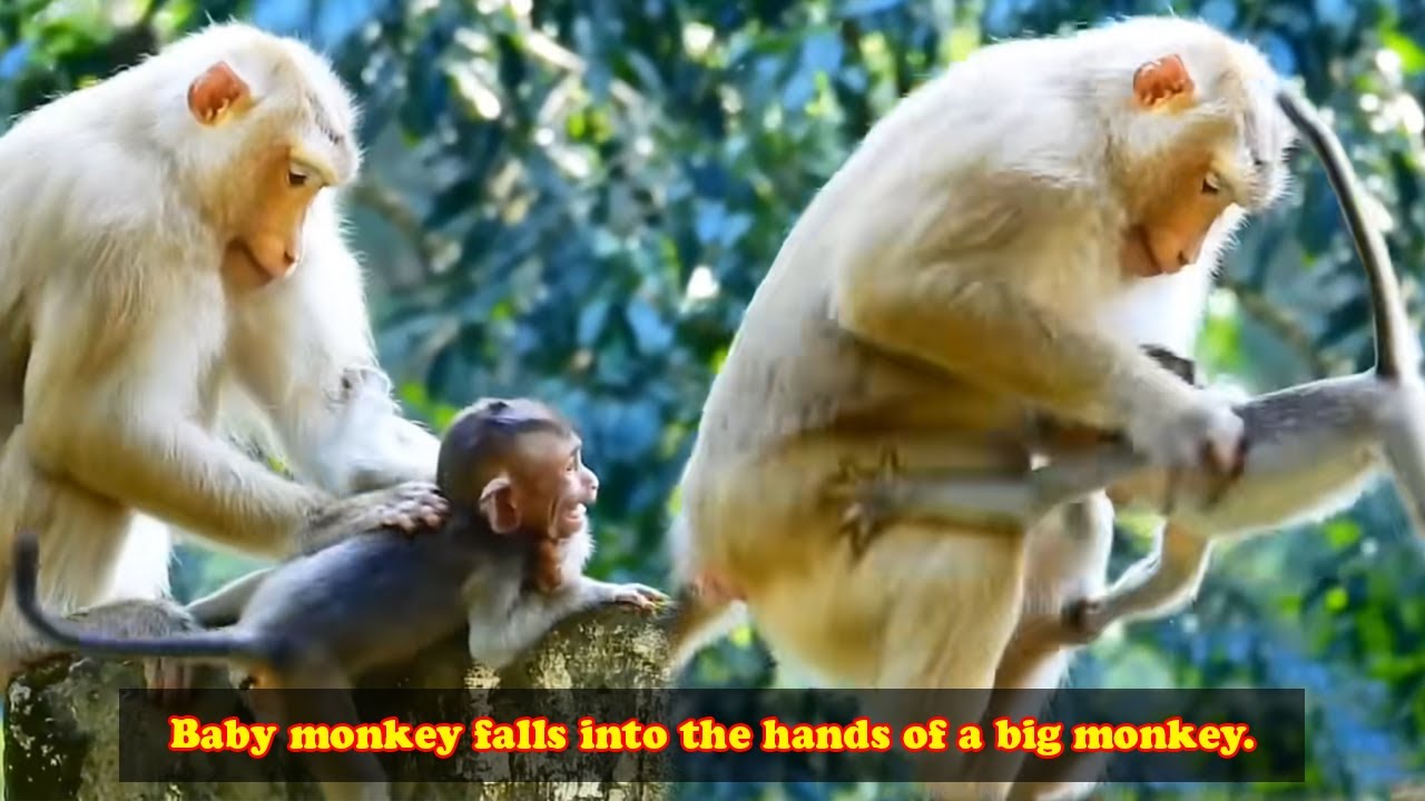 The baby monkey met a tragic end when it fell into the hands of the evil older monkey.