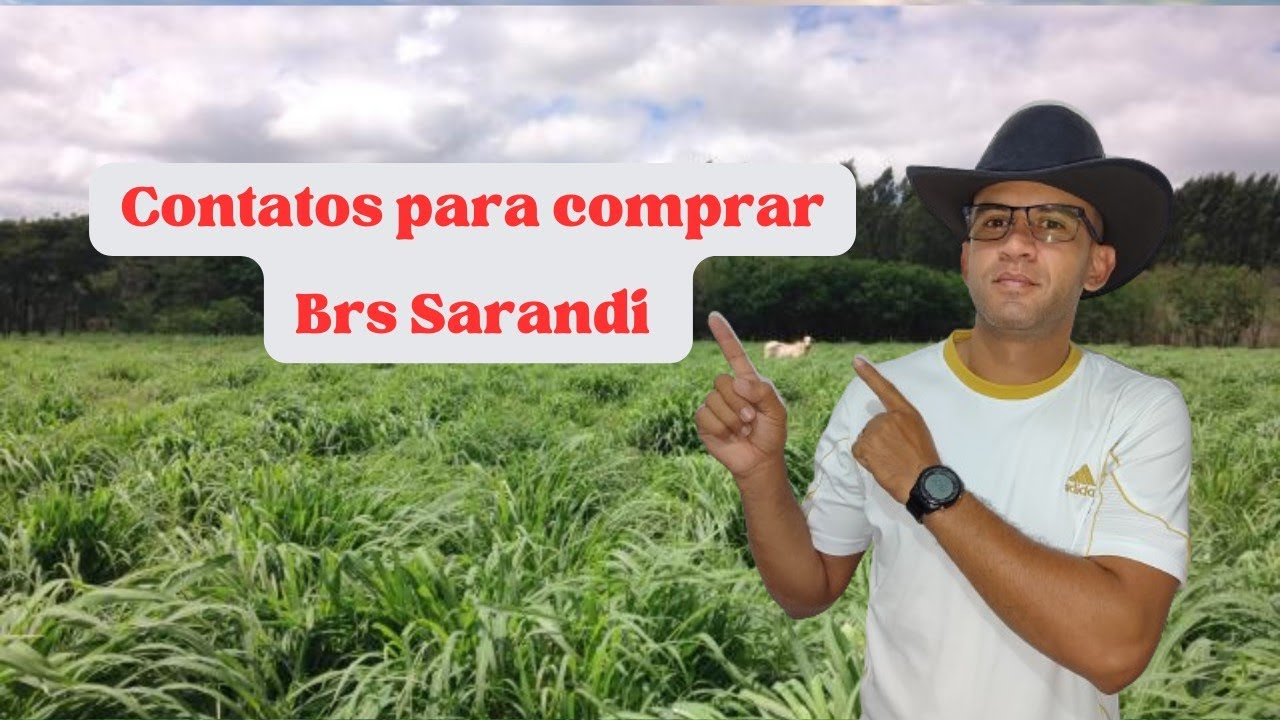 Onde comprar bra Sarandi #capim #vendas #ondecomprar