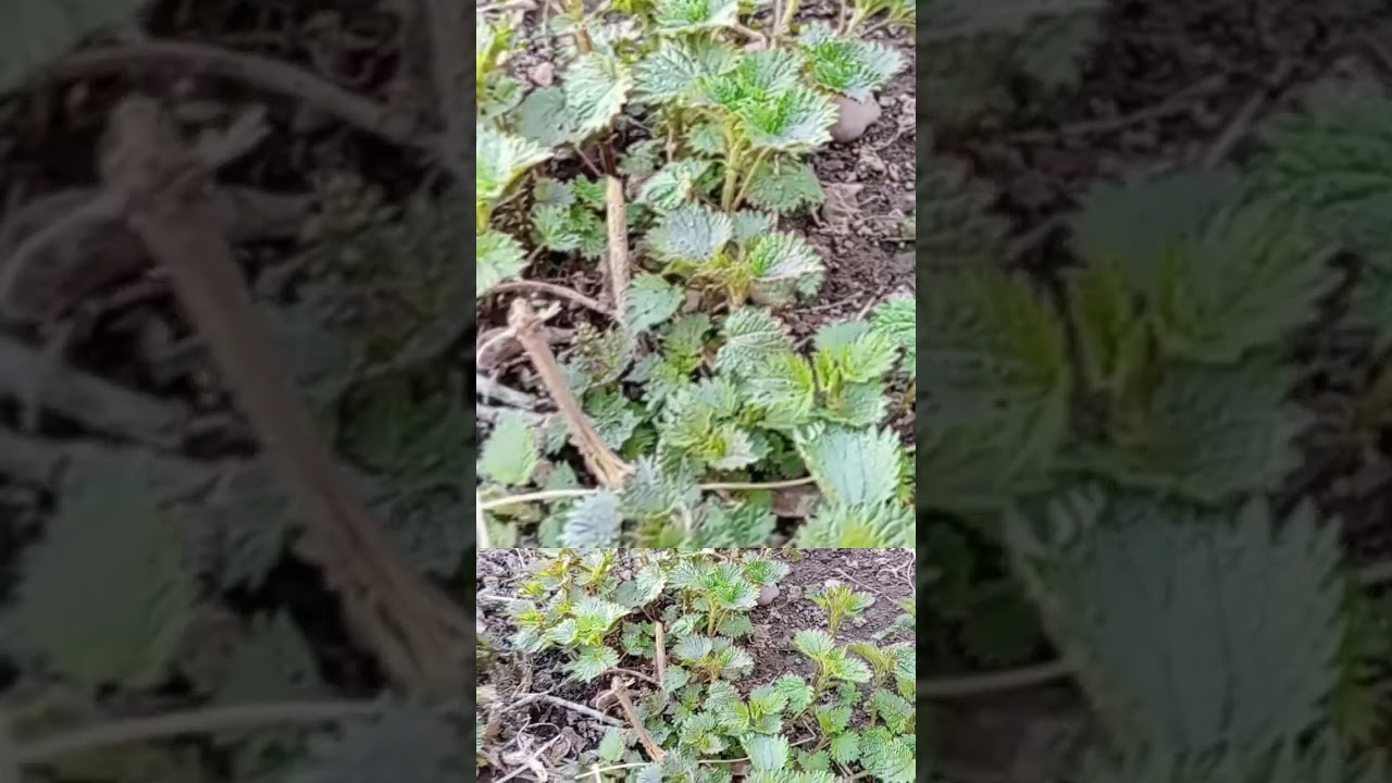 Au crescut urzicile în zona ta? Tu ce rețete știi să prepari cu ele?