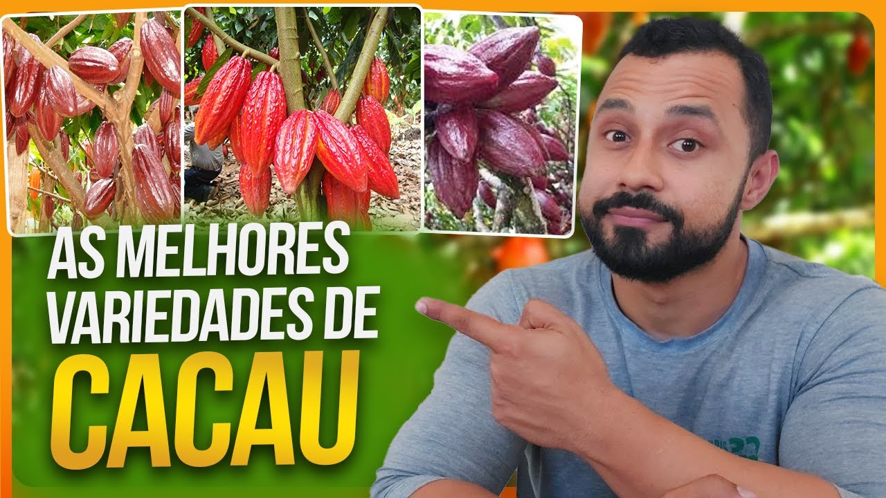SAIBA QUAL O MELHOR CACAU PARA O SEU PLANTIO