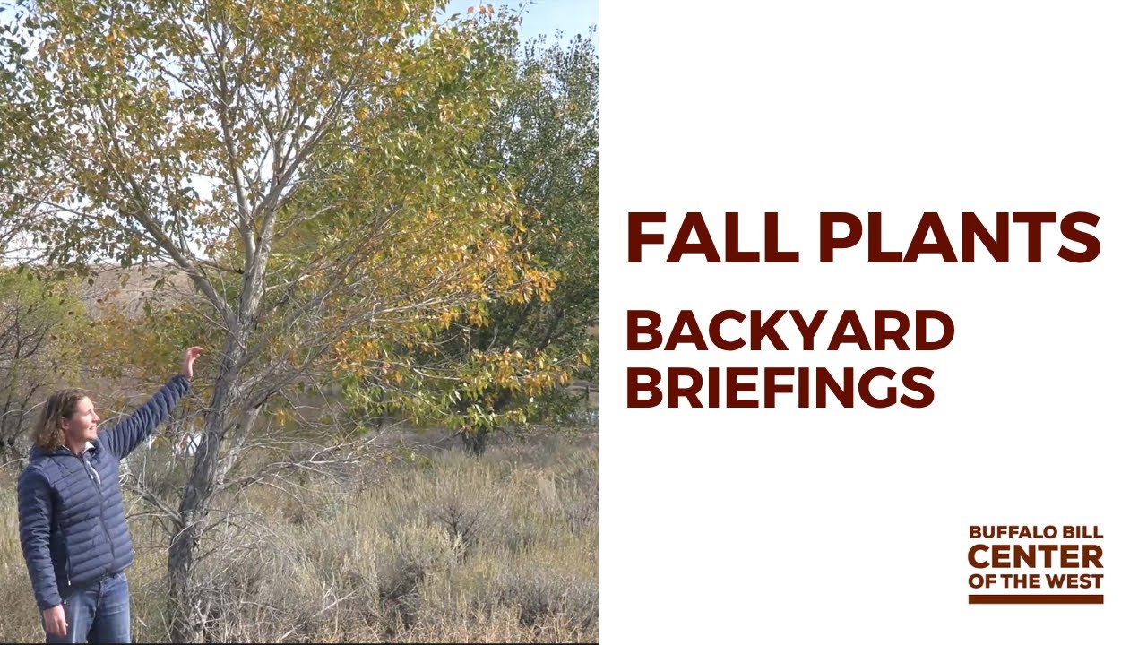Fall Plants | Backyard Briefing