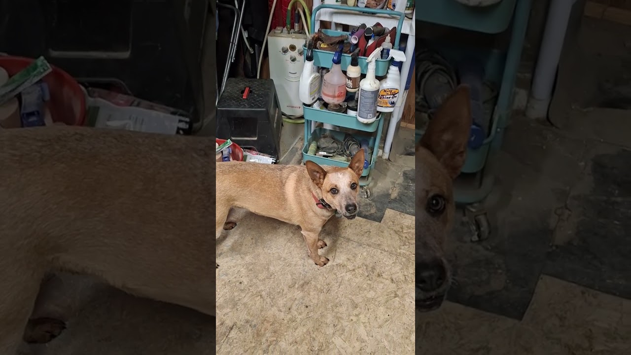 Help me clean stalls and have a chat. 01/26/26 #farmlife #heelers #horses #dogs #colorado 