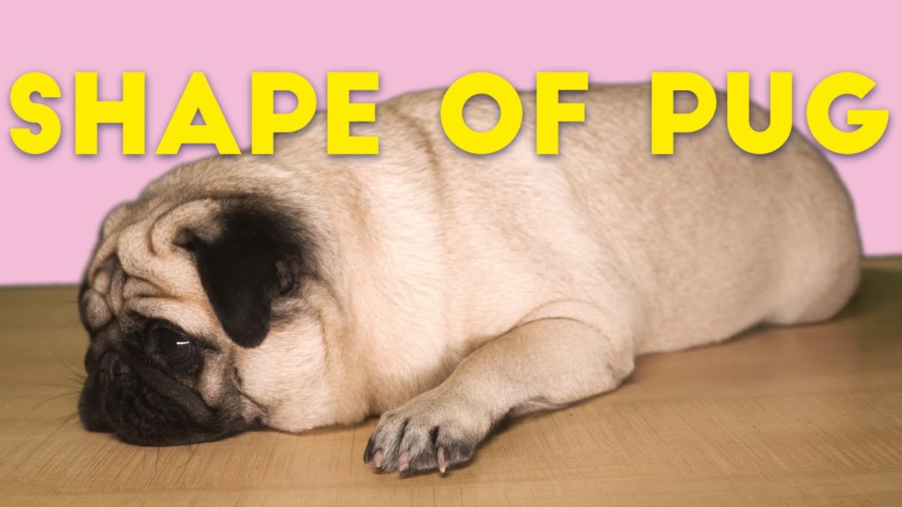Pug Sheeran - Shape of Pug (parodia Shape of You)