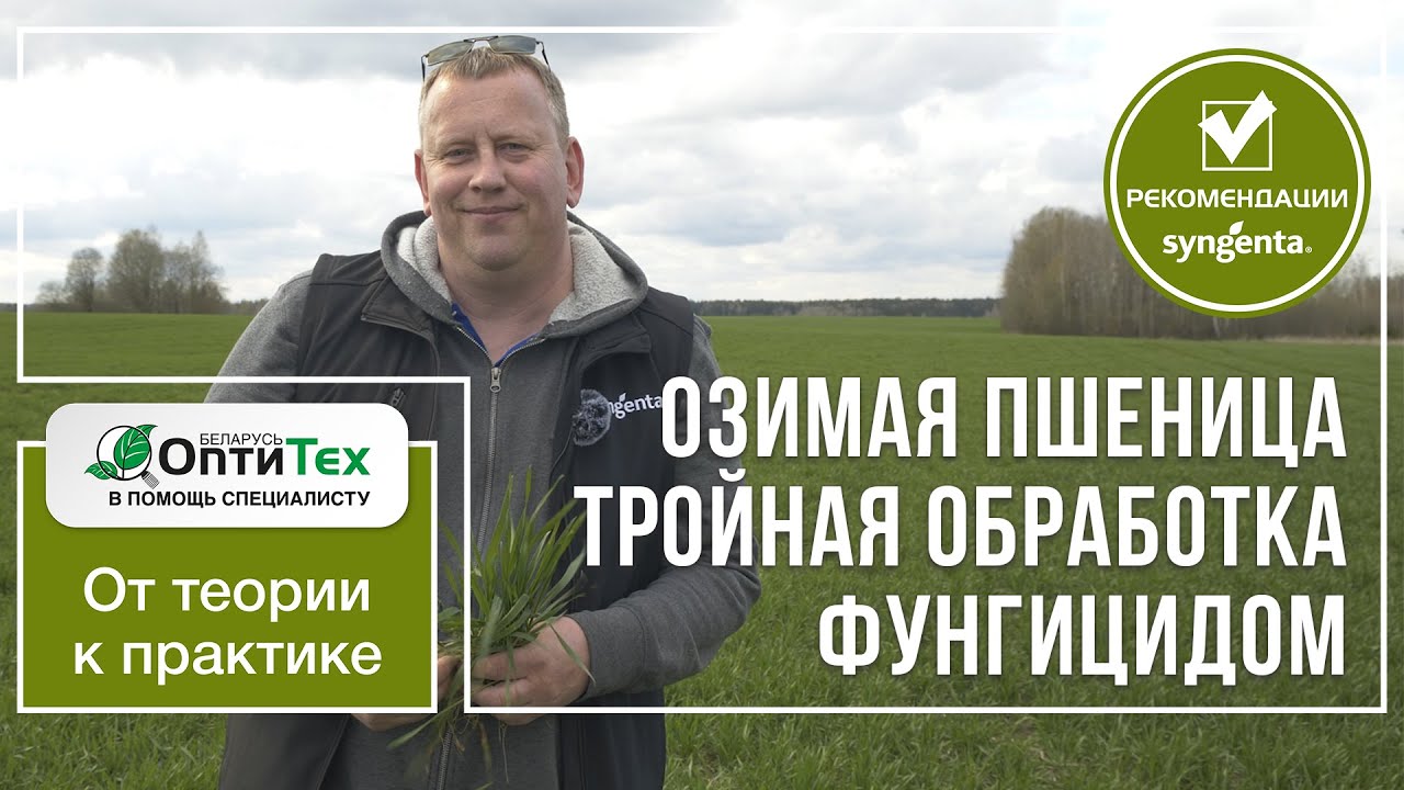 Фунгицидная защита озимой пшеницы. Т1, Т2, Т3 и Т0. Рекомендации Сингента
