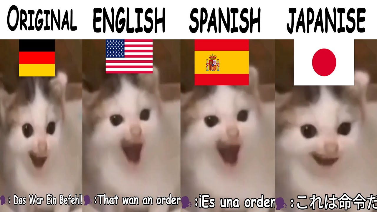 German Cat Meme in different countries | Das War Ein Befehl