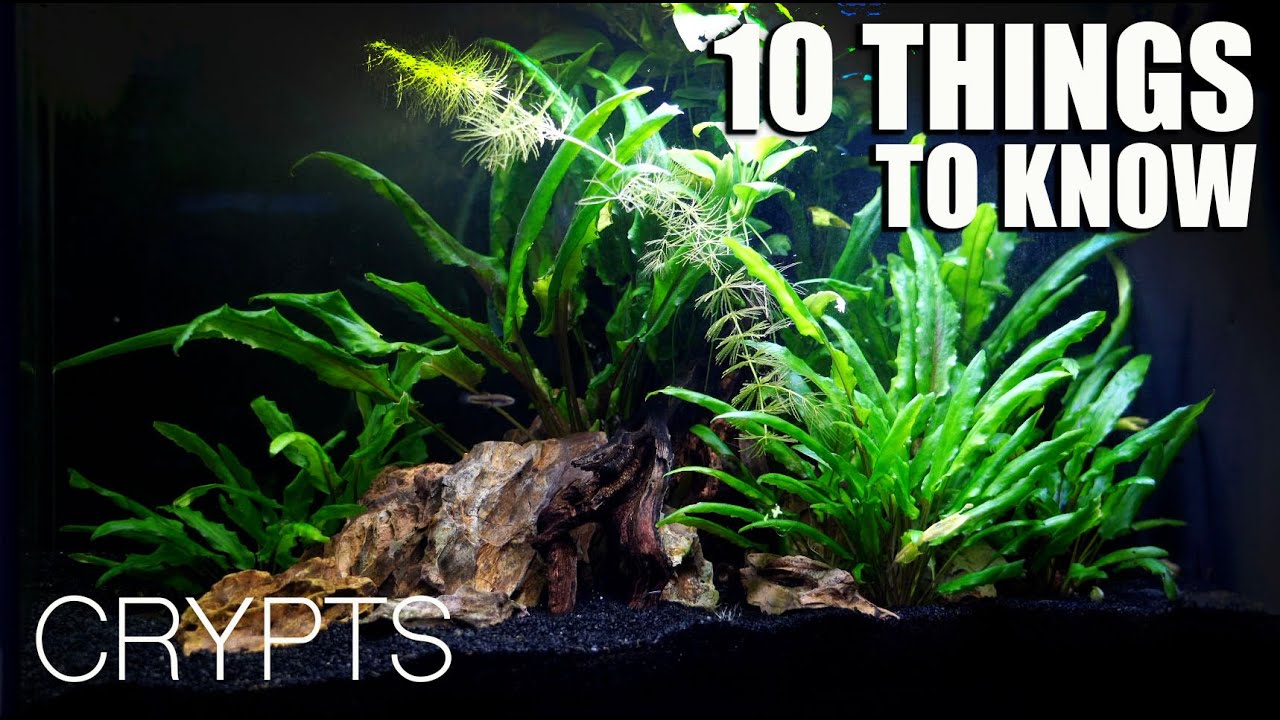 10 вещей, которые каждый должен знать о криптовалютах!🌿
