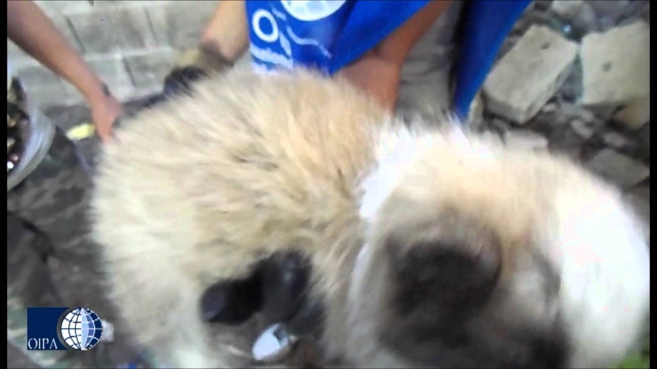 VOLONTARI E GUARDIE OIPA IN PRIMA LINEA PER SOCCORRERE GLI ANIMALI. AIUTACI AD AIUTARLI.