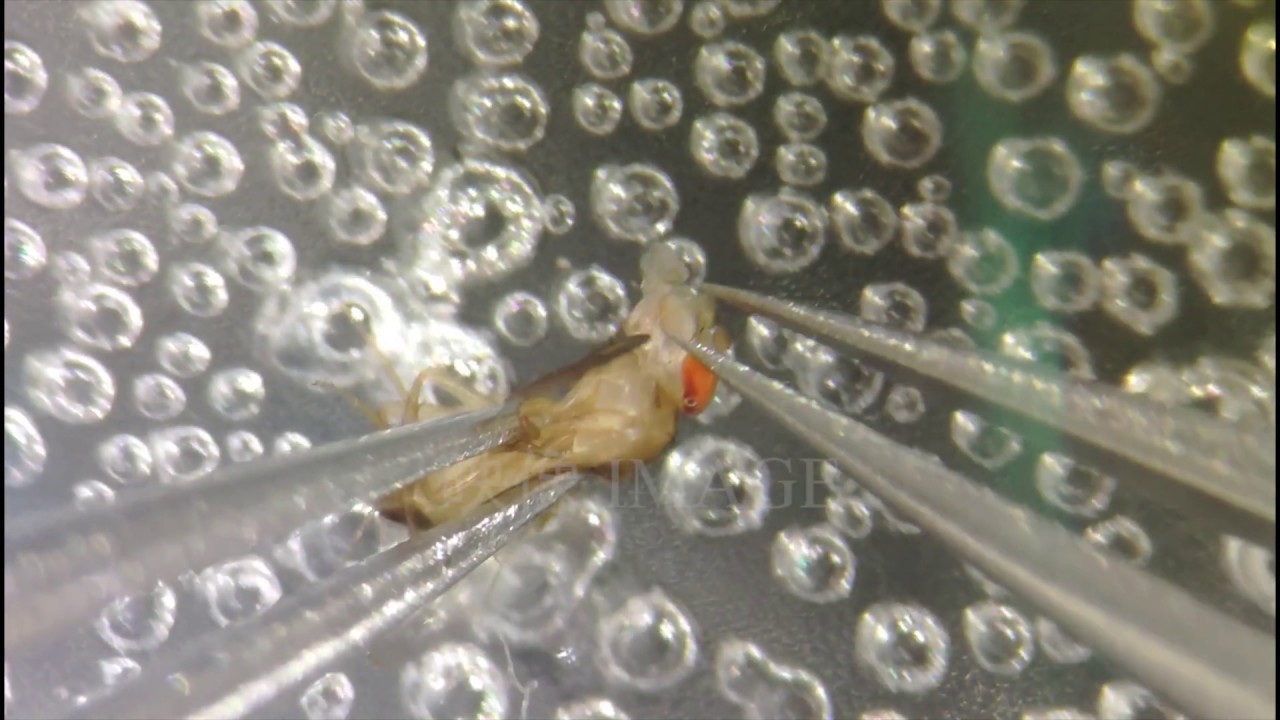 Adult Drosophila brain dissection example D （4K）果蝇大脑显微解剖 示例四
