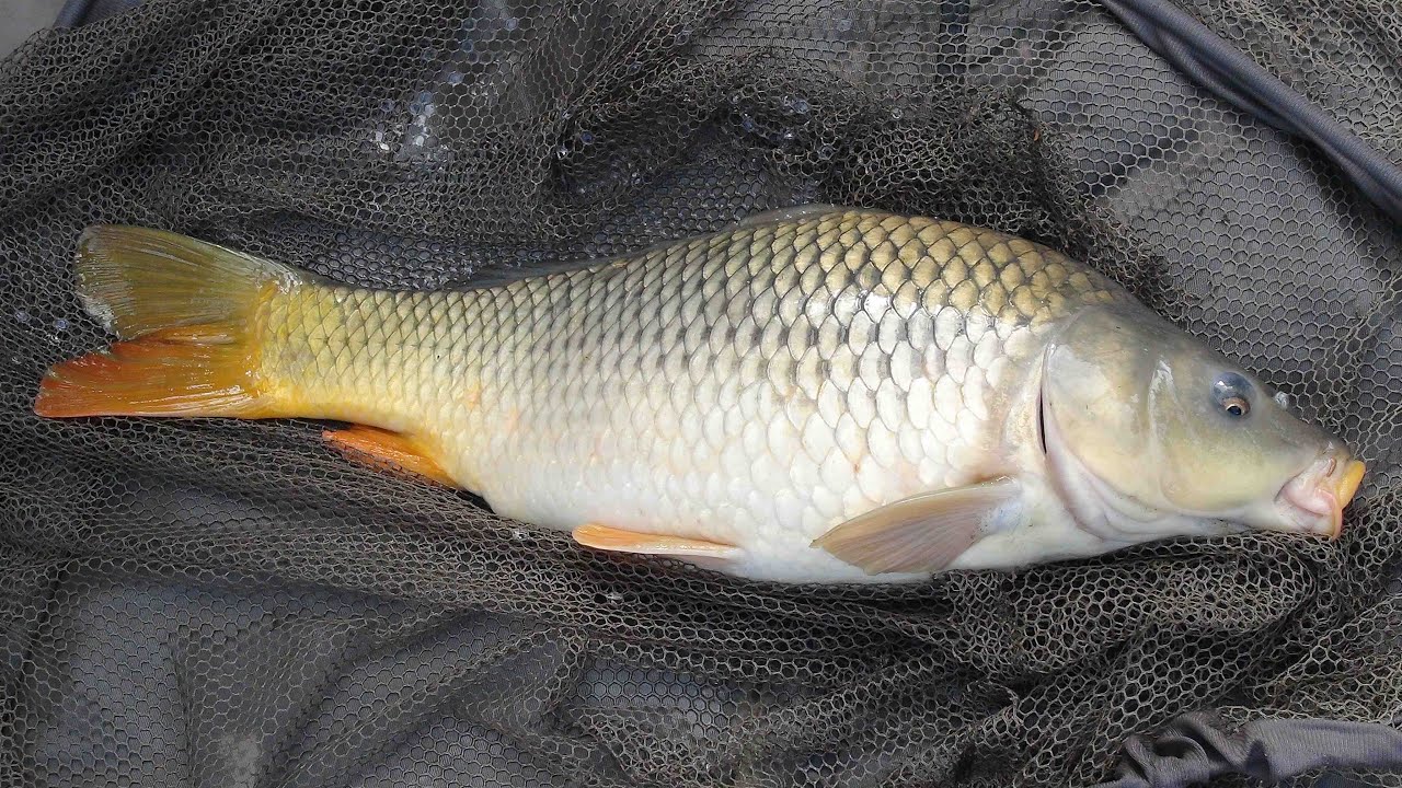 Rybářské závody žen a dětí