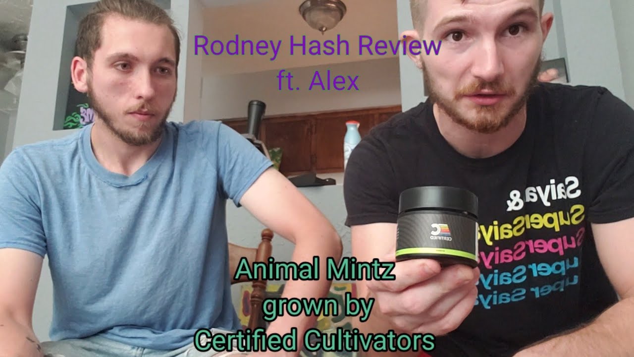 Animal Mintz grown by Certified Cultivators review by Rodney Hash ft. Alex One year video!