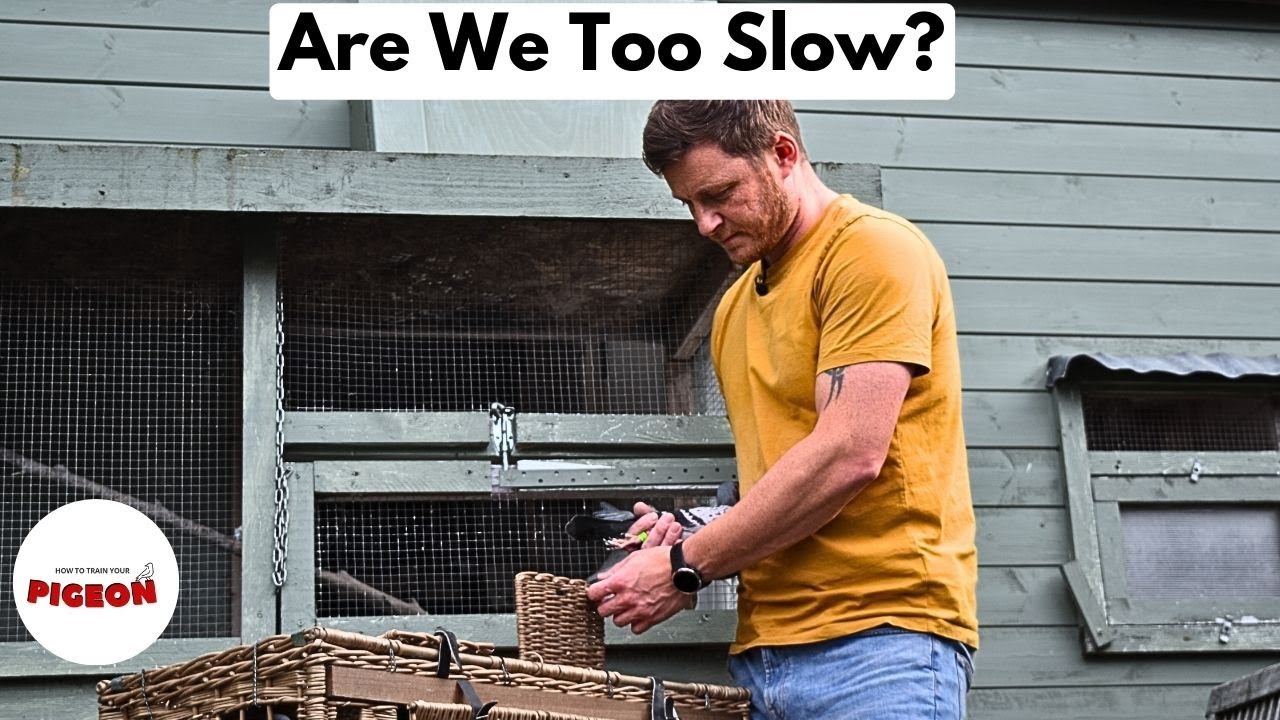 (Ep.85) Pigeon Racing is Hard!