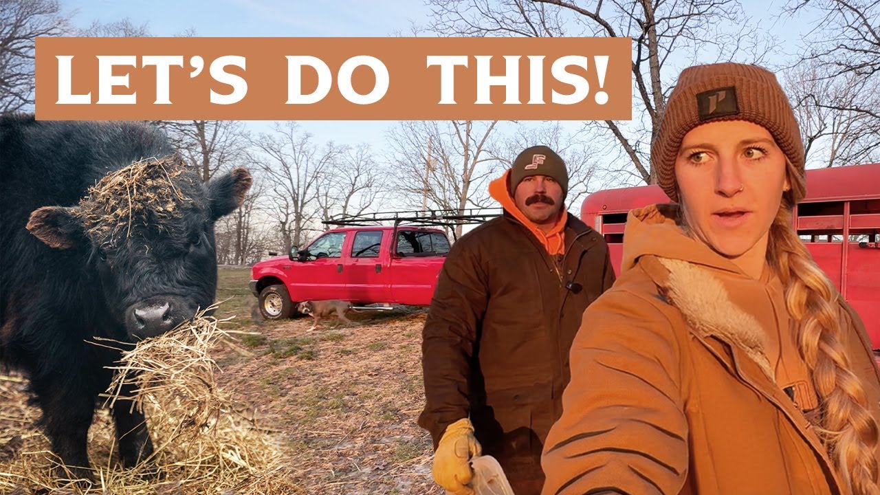 We're Running Out of TIME!! - Our Bull Calf's BIG MOVE to a New Farm