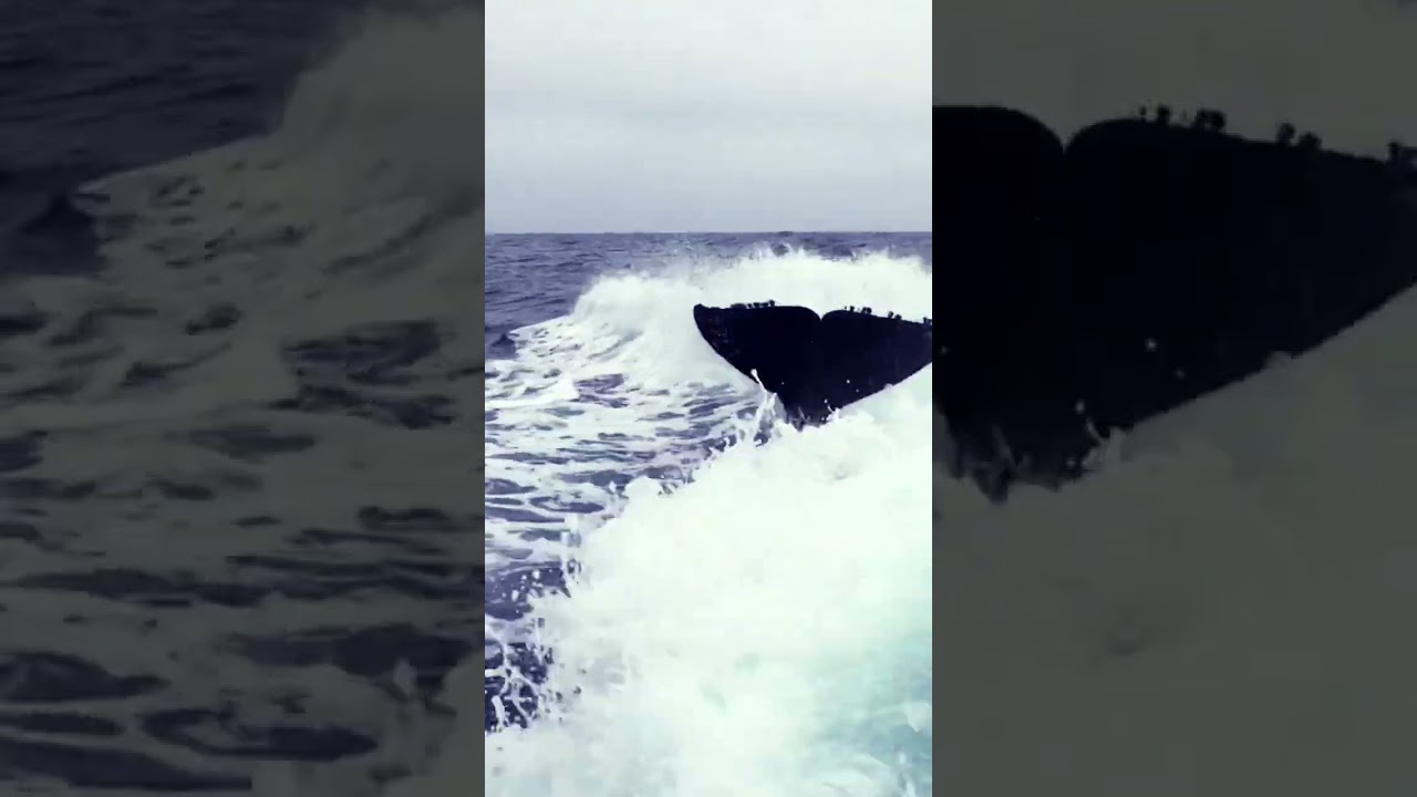 Killer Whales #shorts