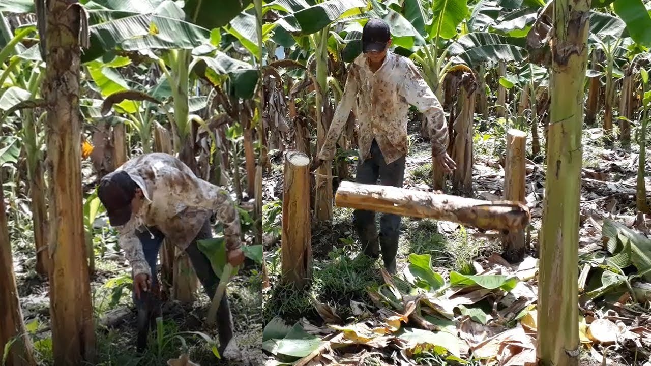 No sabes deshijar la PLATANERA, Mira asi se Hace