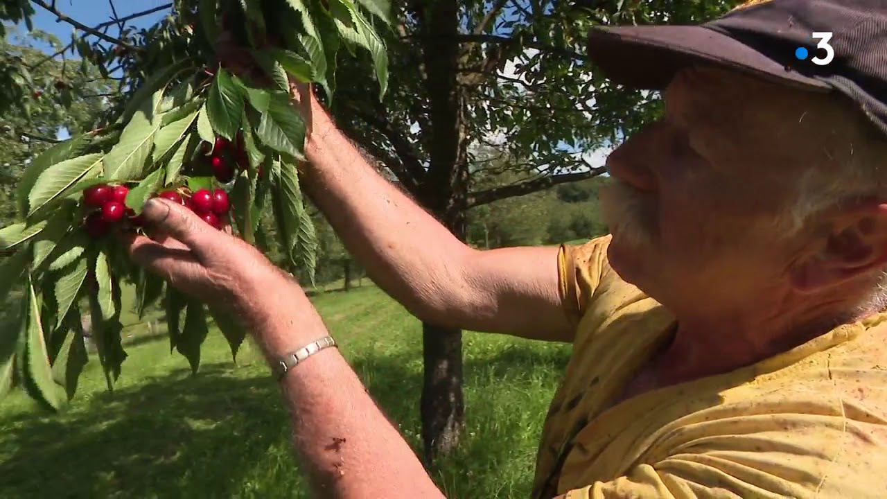 Fougerolles : une récolte exceptionnelle de cerises cet été 2020