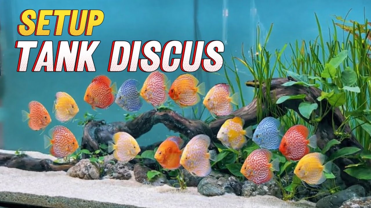 Inilah Tanaman Yang Cocok Untuk Ikan Discus. Proses Aquascape 170 cm - Natural style Discus Tank
