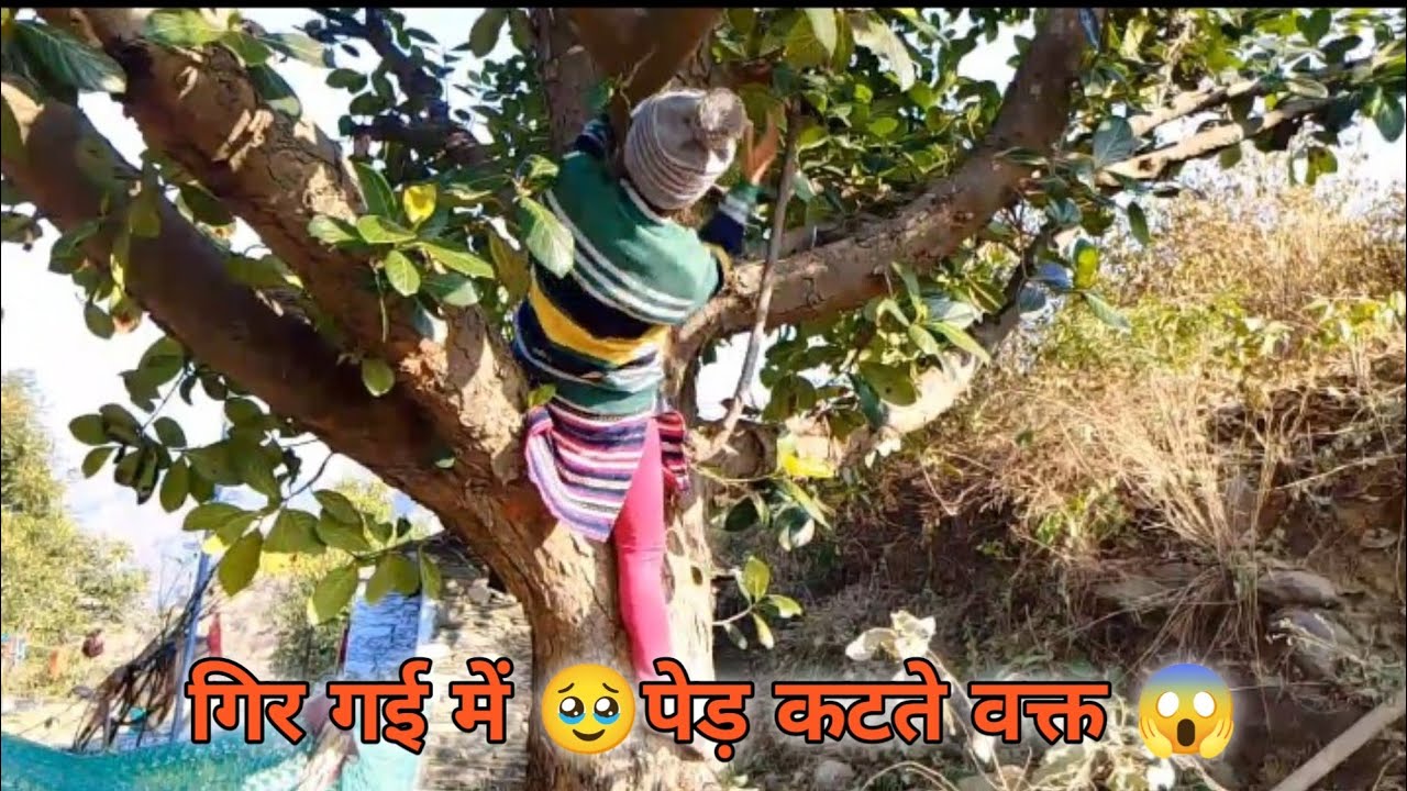 पेड़ कटते वक्त में गिर गई 🥺।।